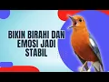 Lagu LANGSUNG NYAUT 10000 % ‼️ ANIS MERAH MACET BUNYI JIKA DENGAR SUARA INI PASTI NYAUT LANJUT GACOR | 30