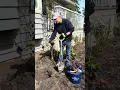 Lagu Planting a rose bush in an old bed!