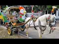 Lagu NAIK DELMAN ~ LAGU ANAK TERBARU - KUDA DELMAN- LAGU POPULER ANAK 2025