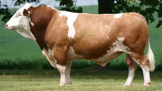 Simmental Cattle Abundant Meat And Milk