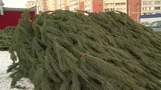 В Омске к Новому году заготовят четыре тысячи ёлок