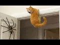 COMPILATION of the FUNNIEST ANIMALS Moments of 2026 You Laugh You Lose funny cat s