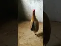 Download Lagu Hen sound effect#Chicken#Song#Short