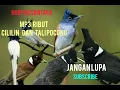 Download Lagu SUARA PIKAT kicau ribut burung cililin kombinasi burung tali pocong..  .. anti zonk !!!