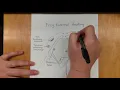 Frog External Anatomy