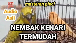 buktikan paling gampang masuk masteran kenari ini ke pleci masteran pleci nembak kenari panjang
