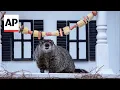 Georgia groundhog General Beauregard Lee predicts an early spring