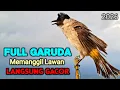 Lagu Suara Burung Kutilang Gacor Terbaru 2026 Ampuh Untuk Masteran Pikat