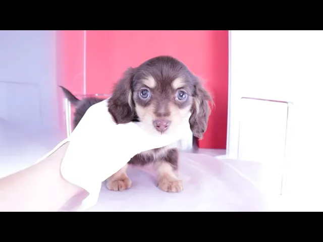 動画