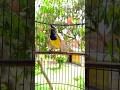 Download Lagu suara sogon gacor #pancingansogokotong #pikatsogokontong #sogongacorngobra #burung #shorts