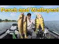 Jumbo Perch and Walleyes in Northern Green Bay