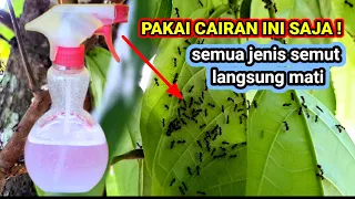 membuat cairan pembasmi semut paling ampuh dalam hitungan detik semut langsung mati 
