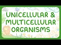 Biology - Unicellular vs Multicellular Organisms Middle School Science