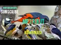 Download Lagu SUARA RIBUT PIKAT mantenan mp3 JERNIH 💯🔊🔊cocok untuk burung apapun di hutan rimba