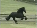 horses