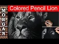 Colored Pencil wildlife art Drawing a Lion Jason Morgan
