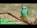 Download Lagu Birds of Spain - A Paradise Between Two Worlds | Free Documentary Nature