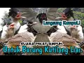 Download Lagu AJIB,‼️ SUARA PIKAT KUTILANG RIBUT GACOR, AMPUH MEMANGGIL LAWAN..