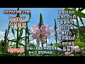 Download Lagu 양재꽃시장 식물튜브 25년 8월 22일  어떤 식물들이 입고되었는지 시청 하시면서 힐링타임 되세요~#양재꽃시장 #식물튜브 #월동 #관엽 #식물아빠