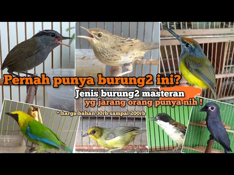 Download MP3 Burung masteran yang jarang dimiliki. 15 jenis burung. Harga bahan 30 ribu hingga 200 ribu