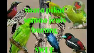 suara pikat burung mahal