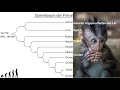 Human Evolution [1/2] - Evolution + Characteristics of Primates (Biology, Advanced Level)