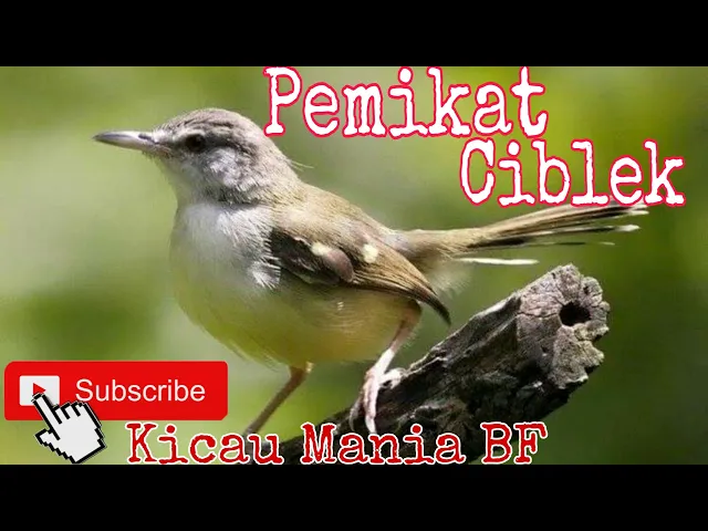 Download MP3 Mp3 Suara pemikat burung ciblek