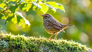 ただ、ゆっくり歩く｜森と水辺に広がる美しい風景と自然の音