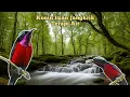 Download Lagu konin Isian Jangkrik full Terapi Air