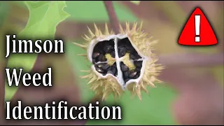 Download How To Identify Jimson Weed - Datura Stramonium MP3