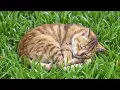 Download Lagu 💤 Rustgevende muziek voor katten 🐱 Muziek voor katten om bij te slapen | Ontspannende katten-tv e...