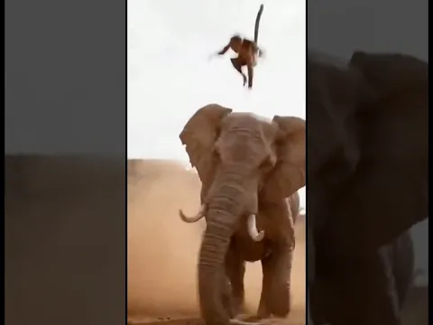 다윗과 골리앗에 버금가는 코끼리vs원숭이 #animals