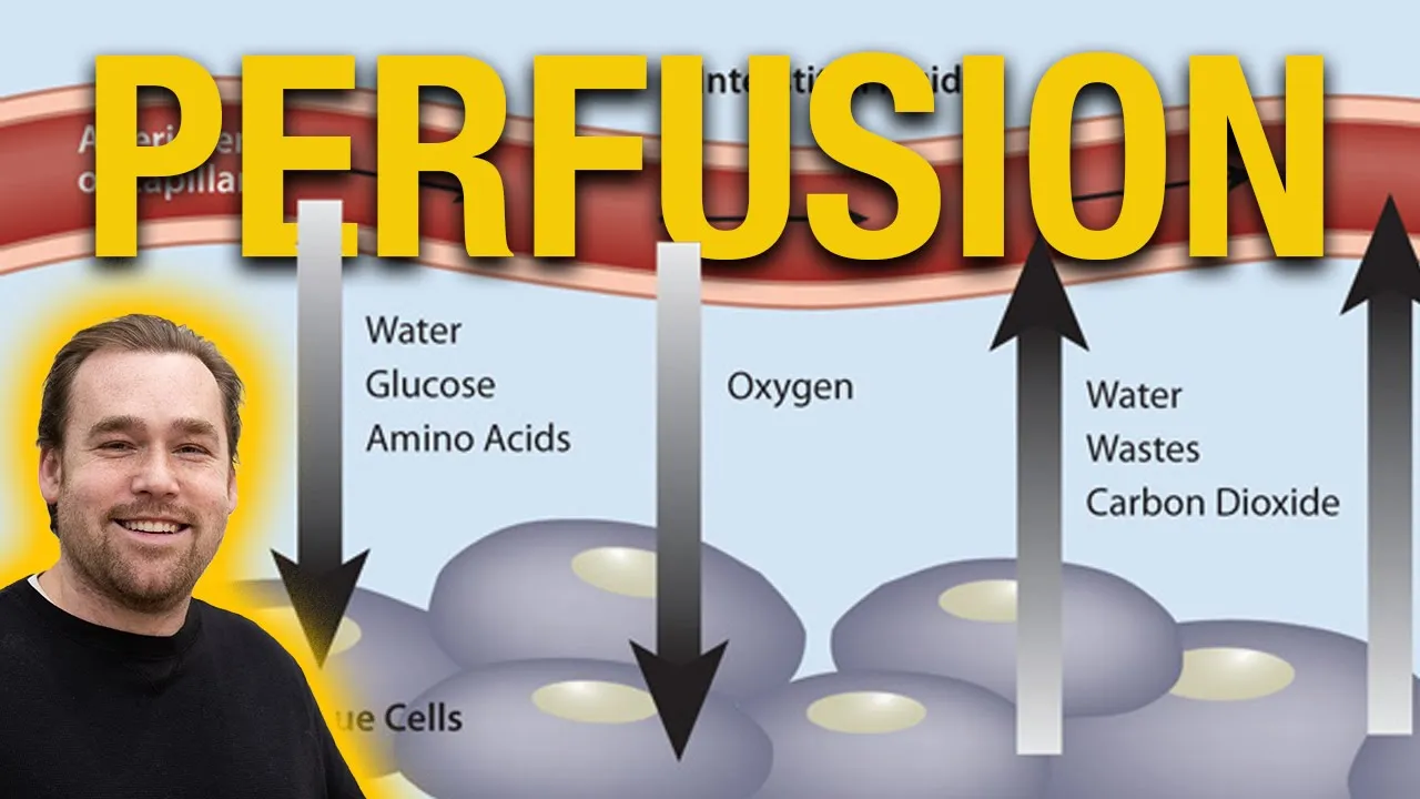 Perfusion Is Essentially Oxygen Riding A Blood Train To Create ATP.