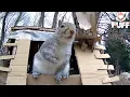Dancing squirrel super funny