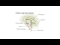 What is the Pineal Gland