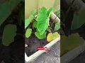 Download Lagu My Arbi / Taro Plant | मेरी अरबी/तारो का पौधा #shorts #gardening #gardeningtips #gardeninspiration