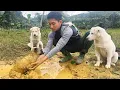 Lagu Off-Grid Life With My Dogs | We Saved an Abandoned Puppy from the Mud