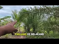 Download Lagu jual rumah + Tanah Dan kebun dikit dekat jalan nasional nempel jalan desa