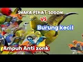 Download Lagu Suara Pikat Sogon Ampuh Kombinasi Burung kecil Anti Zong Suara jernih + Gacor