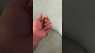 اصغر ثعبان بالمجموعه العراق Explore Reels ترند ثعبان Instagram السعودية Like Tiktok 