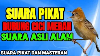 Download SUARA PIKAT BURUNG CICI MERAH ASLI ALAM MP3