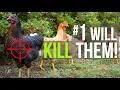5 Things You NEVER FEED Your Chickens
