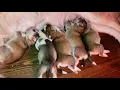 Siberian Husky Puppies Sale in Morganton NC