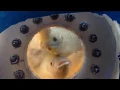 Fish talking... With body language of course