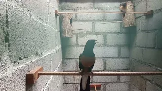 rayuan maut murai batu jantan merayu betina