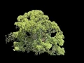Menara tree flythrough
