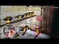 Download Lagu jika melihat sogon ombyokan seperti ini‼️ langsung ambi aja