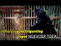Download Lagu Kicauan Srigunting mata merah dan cara supaya srigunting mau makan voer total.