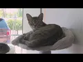Whimsical Whiskers Catfae Rescue How this Akron spot is making a difference