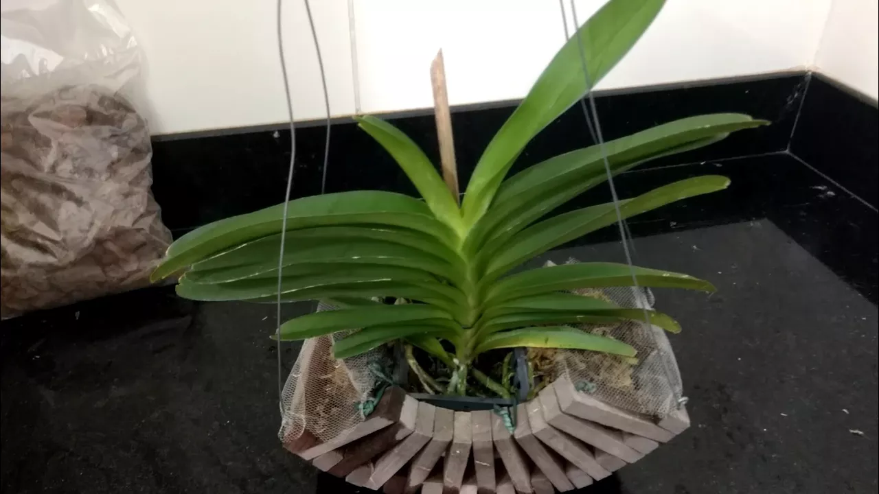 COMO PLANTAR ORQUÍDEA VANDA DE UM JEITO DIFERENTE